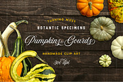 Pumpkins & Gourds - 33 Realistic, an Object Graphic by Turning Moss (Thumbnail 1 of 6)