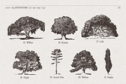 High Detail Tree Sketches Collection, an Object Graphic by TheMountBirdStudio (Thumbnail 6 of 7)