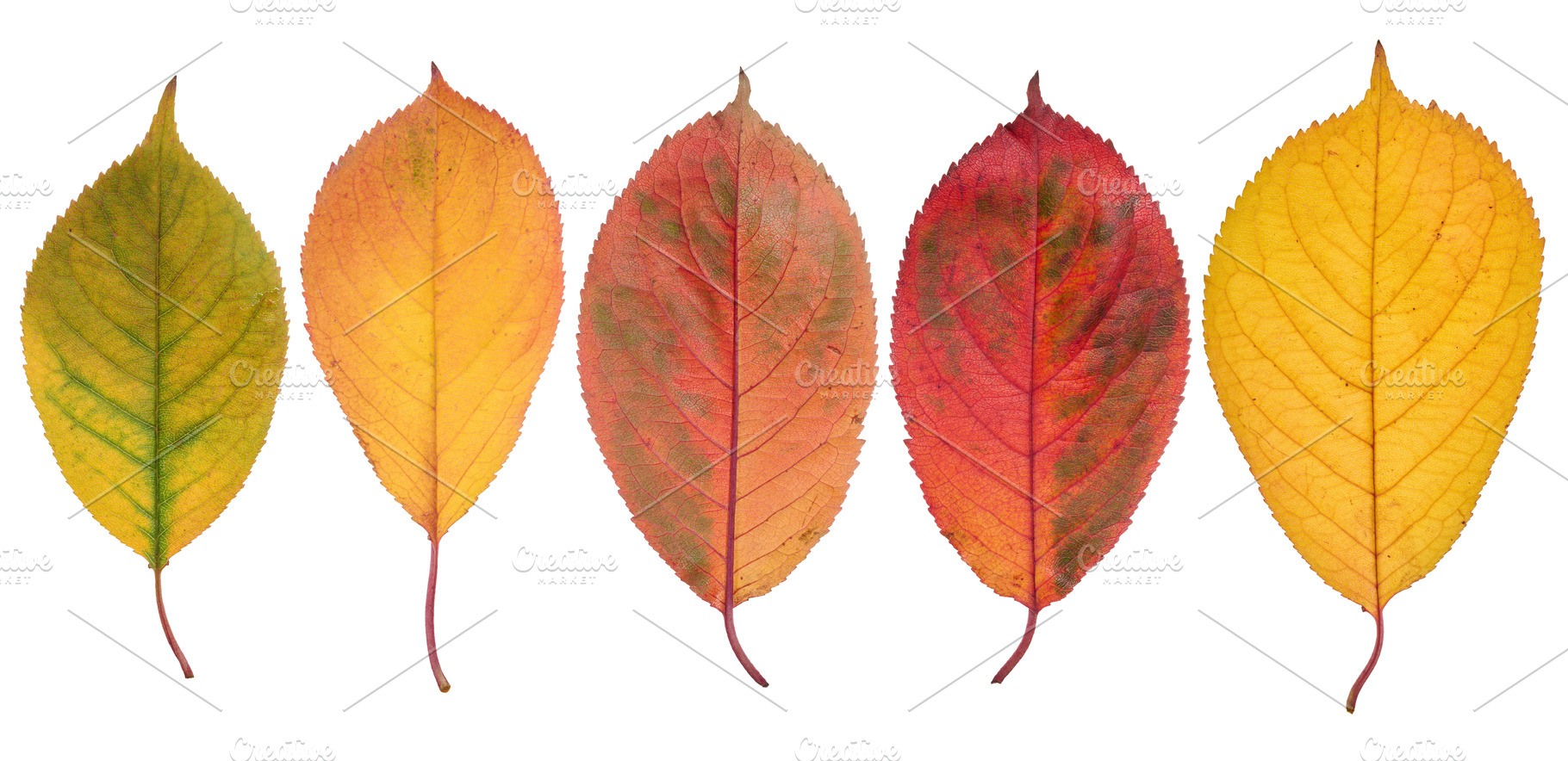 Row of yellow and red cherry tree leaves on isolated background, a Nature Photo by ndanko