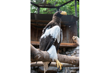 Beautiful Steller's sea eagle, an Animal Photo by Jan Jack Russo Media