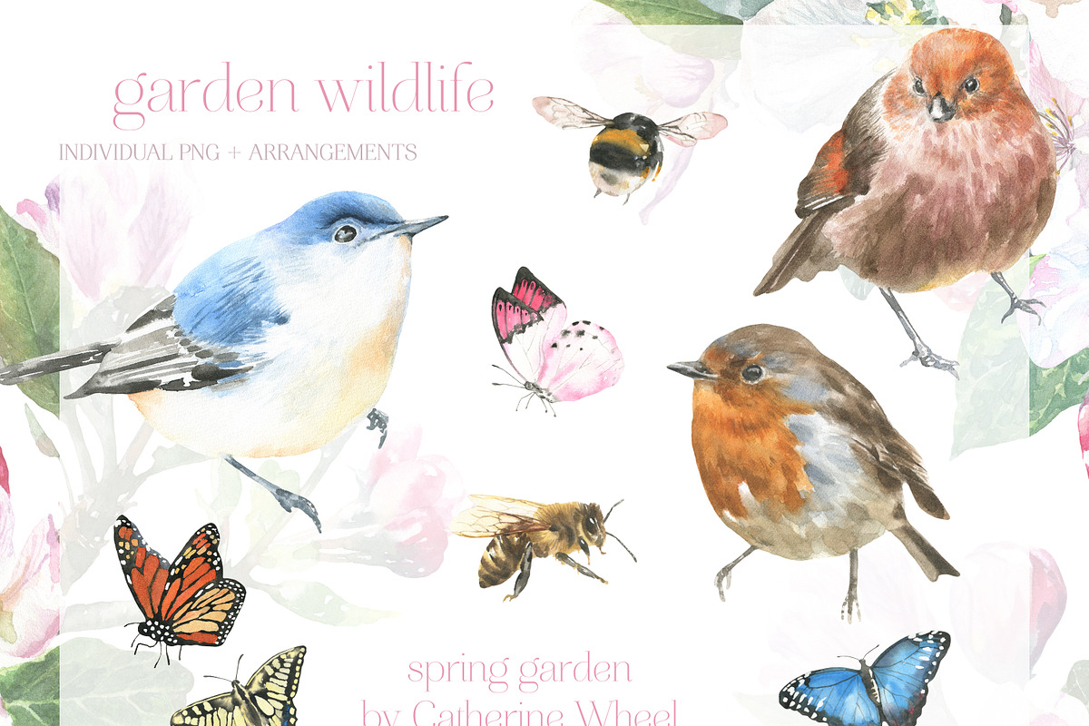 Watercolor Spring Birds Robin, an Illustration by Catherine Wheel (Photo 5 of 11)