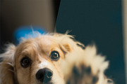Digital Film Supply 03 - LR Presets, an Action Add-On by beto (Thumbnail 4 of 5)