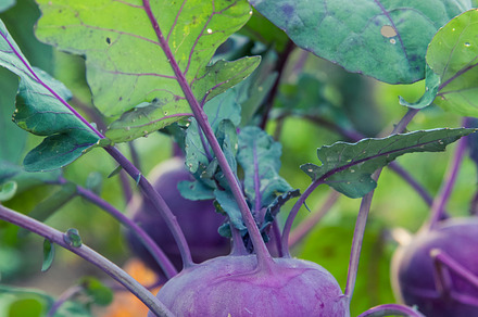 Grapes Stock Photograph preview 6