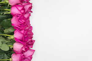 Hot pink roses styled stock
