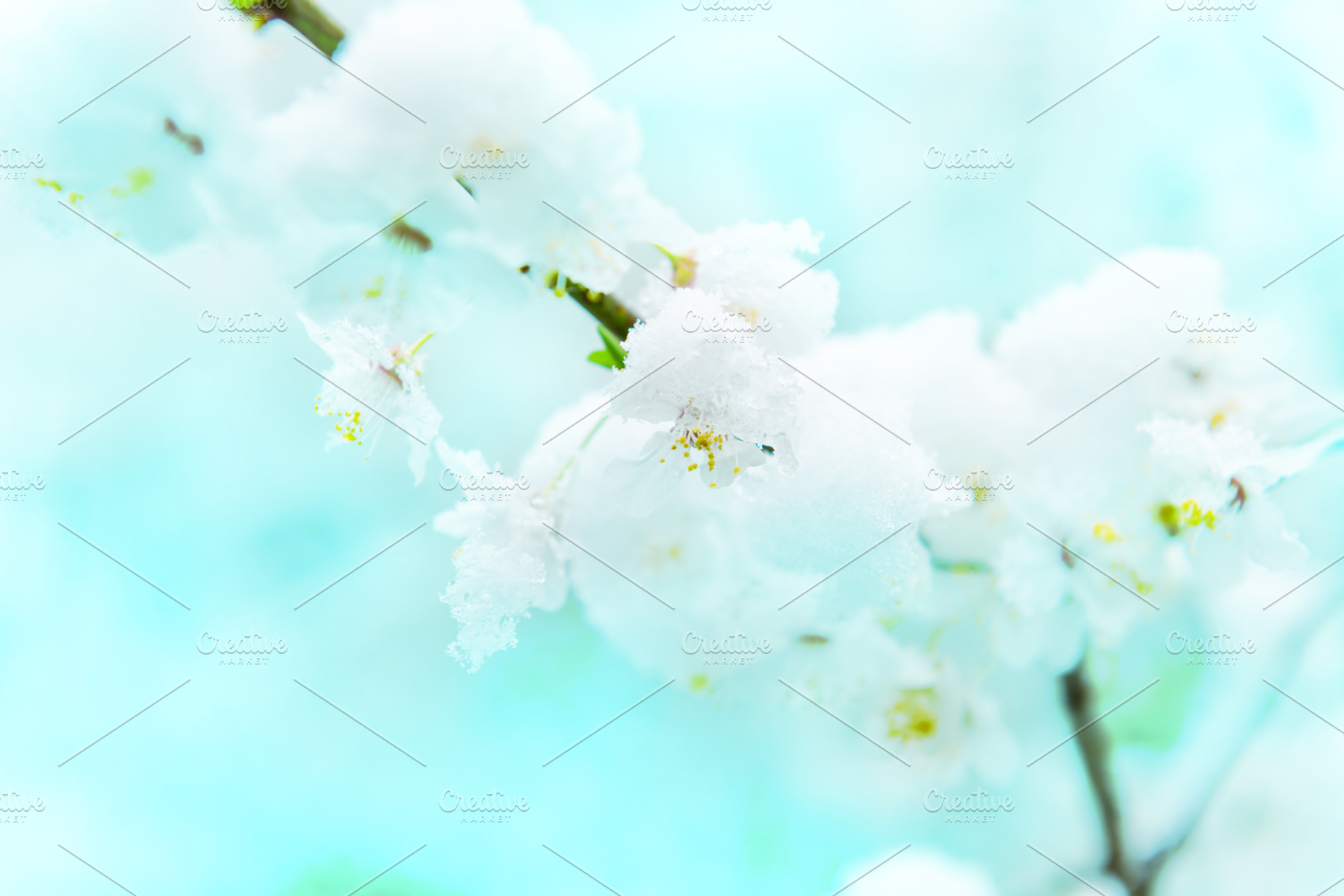 White flowers of branch cherry tree, a Nature Photo by Vapi