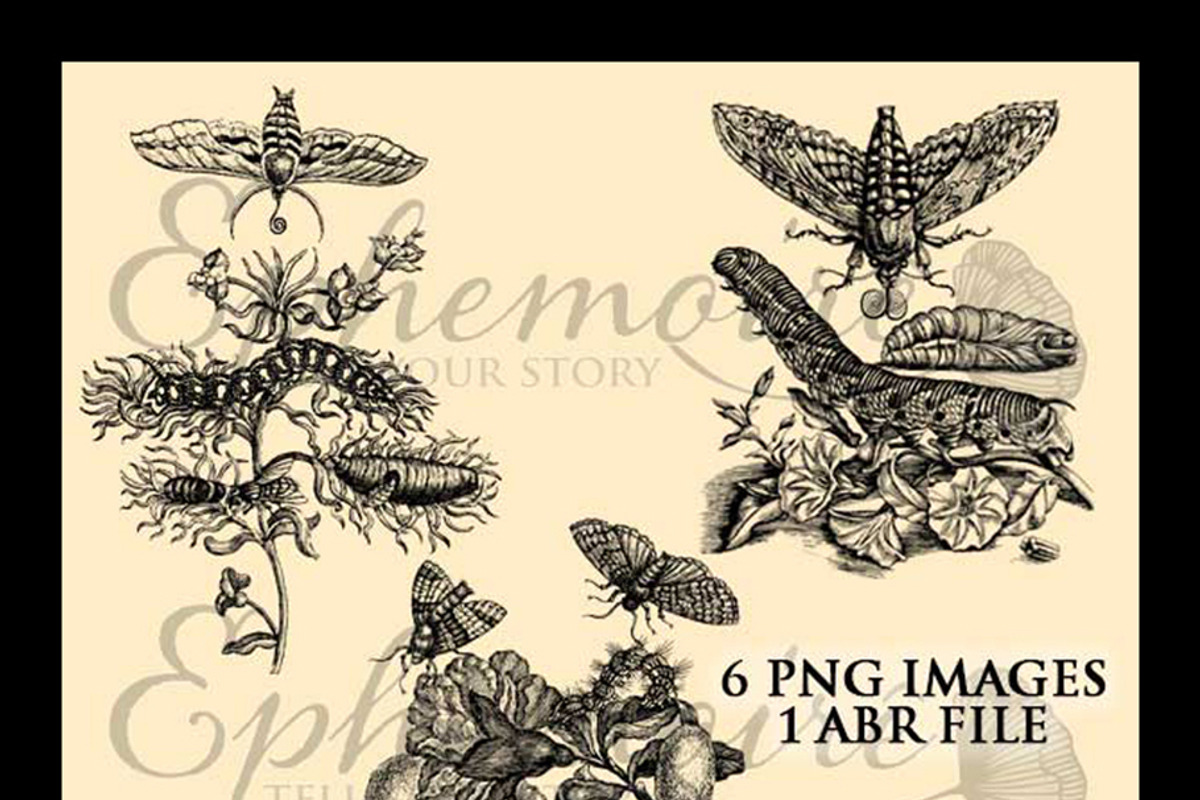 Vintage Botanical Photoshop Brushes preview 3
