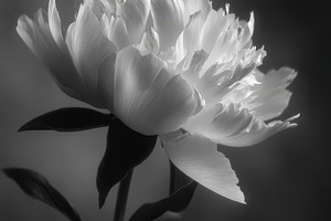 Elegant white peony in black and white, a Nature Photo by AlyaAnd