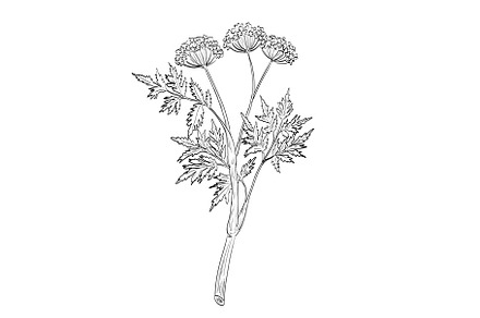 Myrrhis Odorata or Cicely Drawing