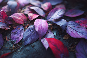Purple and red leaves on ground, a Photo by Beautiful things