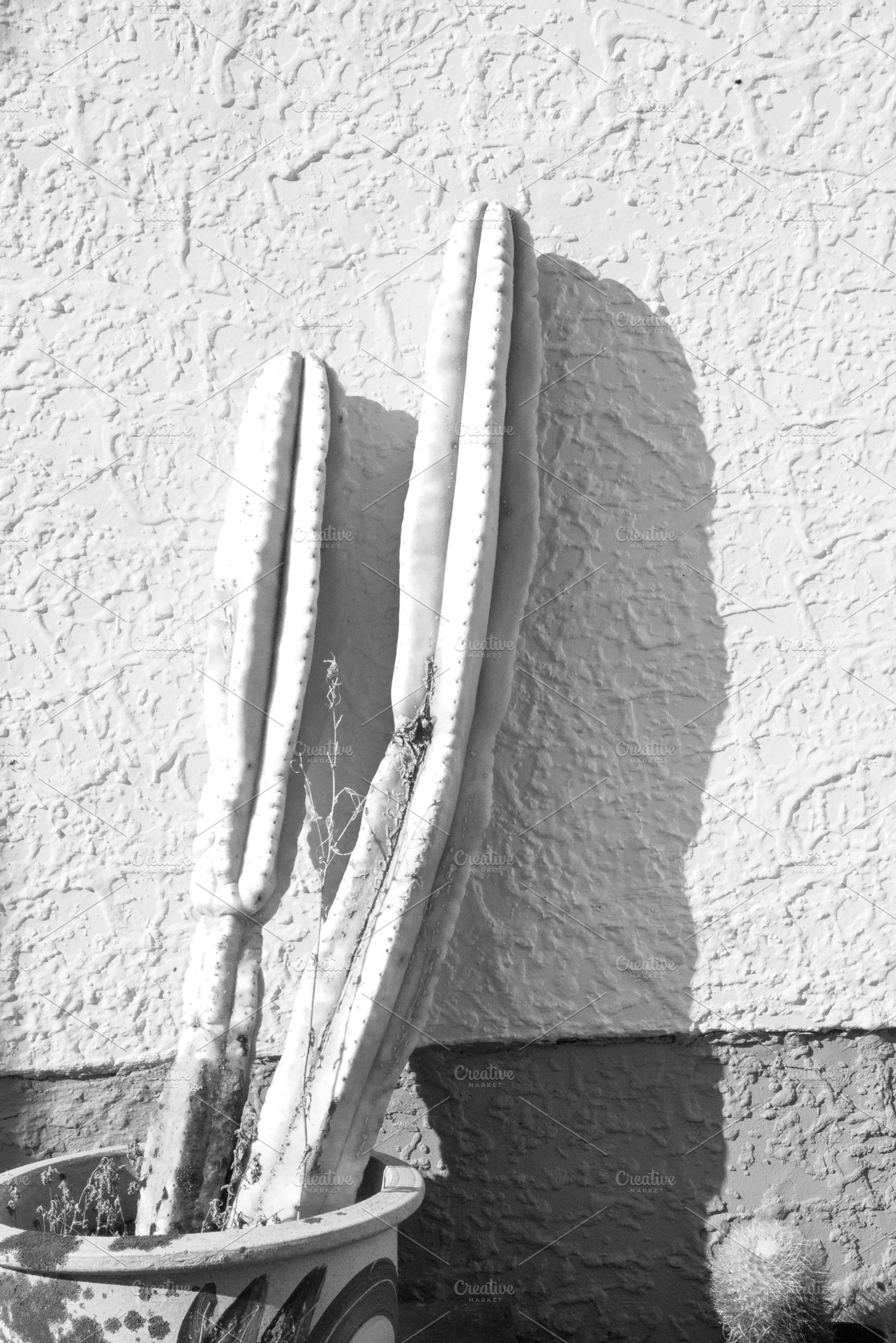 High Contrast B&W Cactus Portrait, a Nature Photo by Ruby Creative