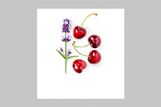 Lavender Herb Photo Pack, a Nature Photo by ifiStudio (Thumbnail 13 of 14)