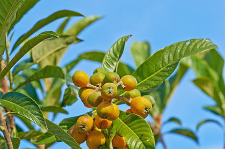 Marula fruit, a Photo by Peopleimages.com