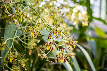 Orchid flower, Yellow and brown scorpio, a Nature Photo by GoodGoods