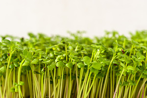 Close up of fresh green broccoli microgreen plant with many bright sprout. Heal, a Food & Drink Photo by Eugene_Photo
