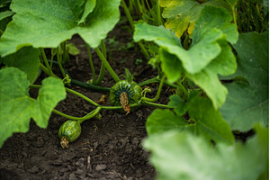 Young pumpkins growing on vines in, a Nature Photo by volodymyrshtun13795