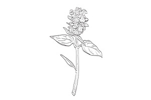 Common Self-Heal Wild Plant Drawing