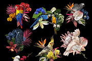 Tropical life. 100+ Parrot & flower, an Illustration by NNclipart (Thumbnail 10 of 14)