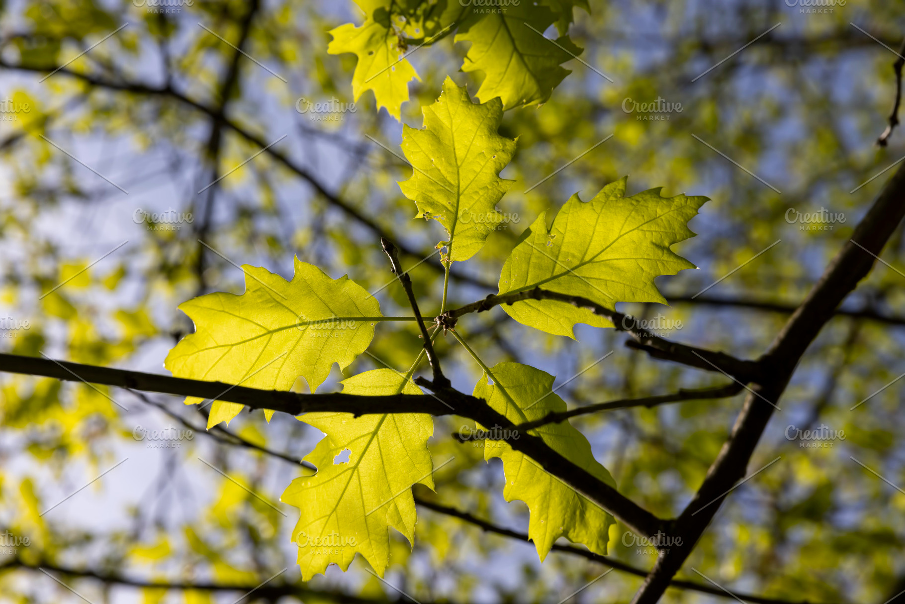 oak foliage in sunny weather, part of an oak tree with new foliage that grew in, a Photo by rsoollAI