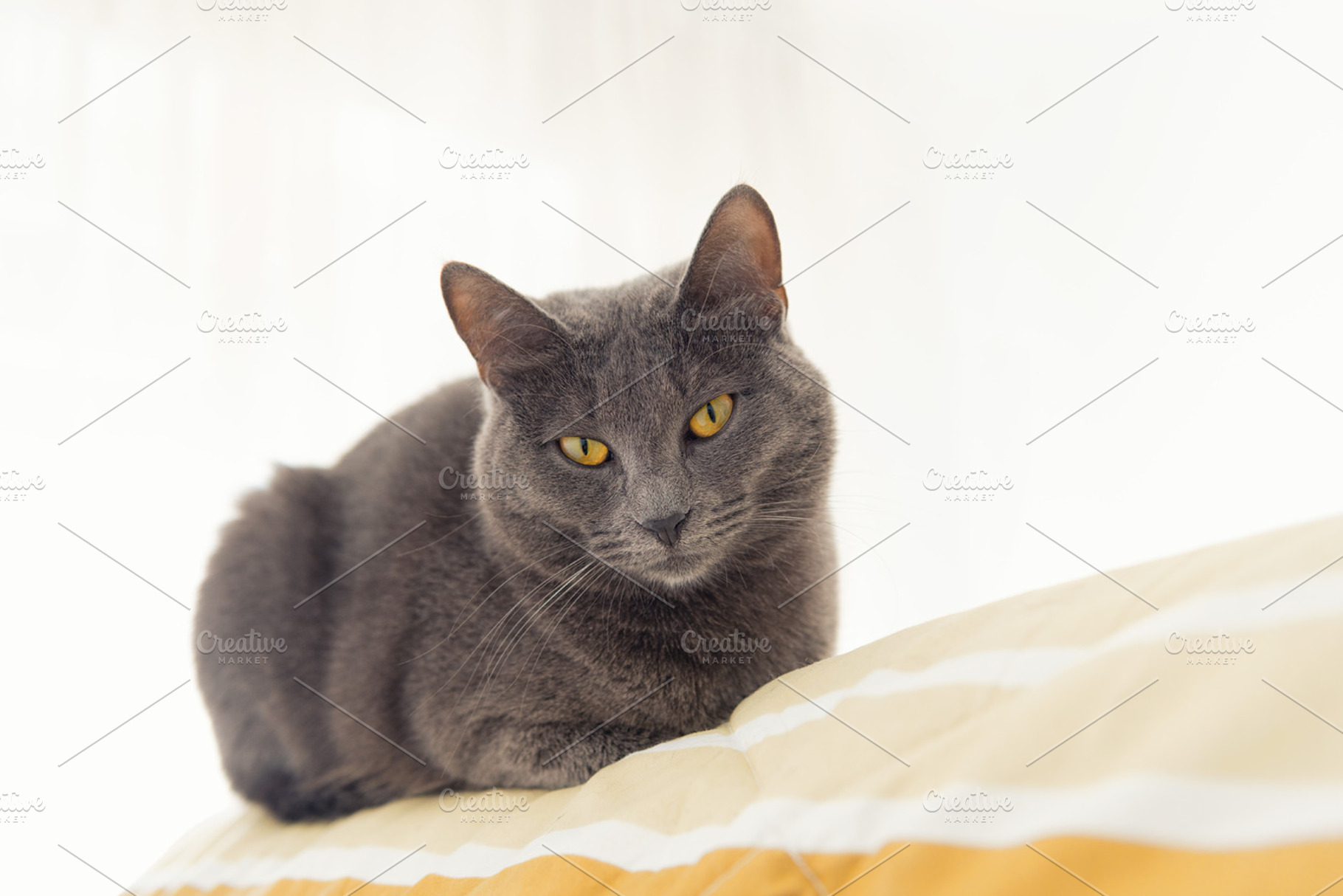 Gray cat relaxing on bed stock photo containing cat and gray cat, an Animal Photo by Giordano Aita Graphics