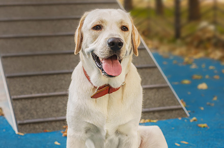dog labrador retriever fawn color in, an Animal Photo by AlexBush