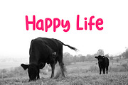 Red Angus Font, a Sans Serif Font by YandiDesigns (Thumbnail 3 of 4)