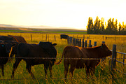 Cow Stock Bundle, an Animal Photo by r.r.palacios (Thumbnail 3 of 14)