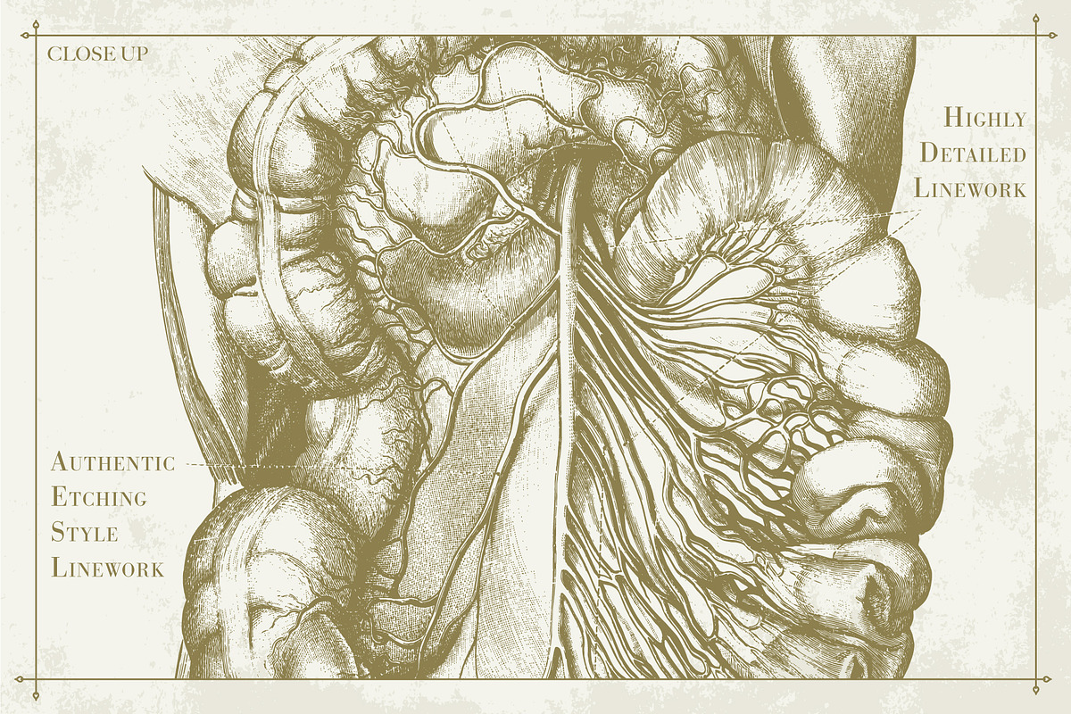 100+ Vintage Anatomy Vectors, a Healthcare Illustration by Shizzle Stock (Photo 13 of 20)
