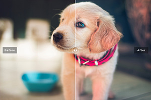 My Dog Lightroom Presets