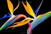 CATPOWER — Luxury Seamless Pattern, a Pattern Graphic by Designnina Shop (Thumbnail 9 of 13)