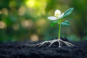 Single white flower and visible root, a Photo by Pavel_design