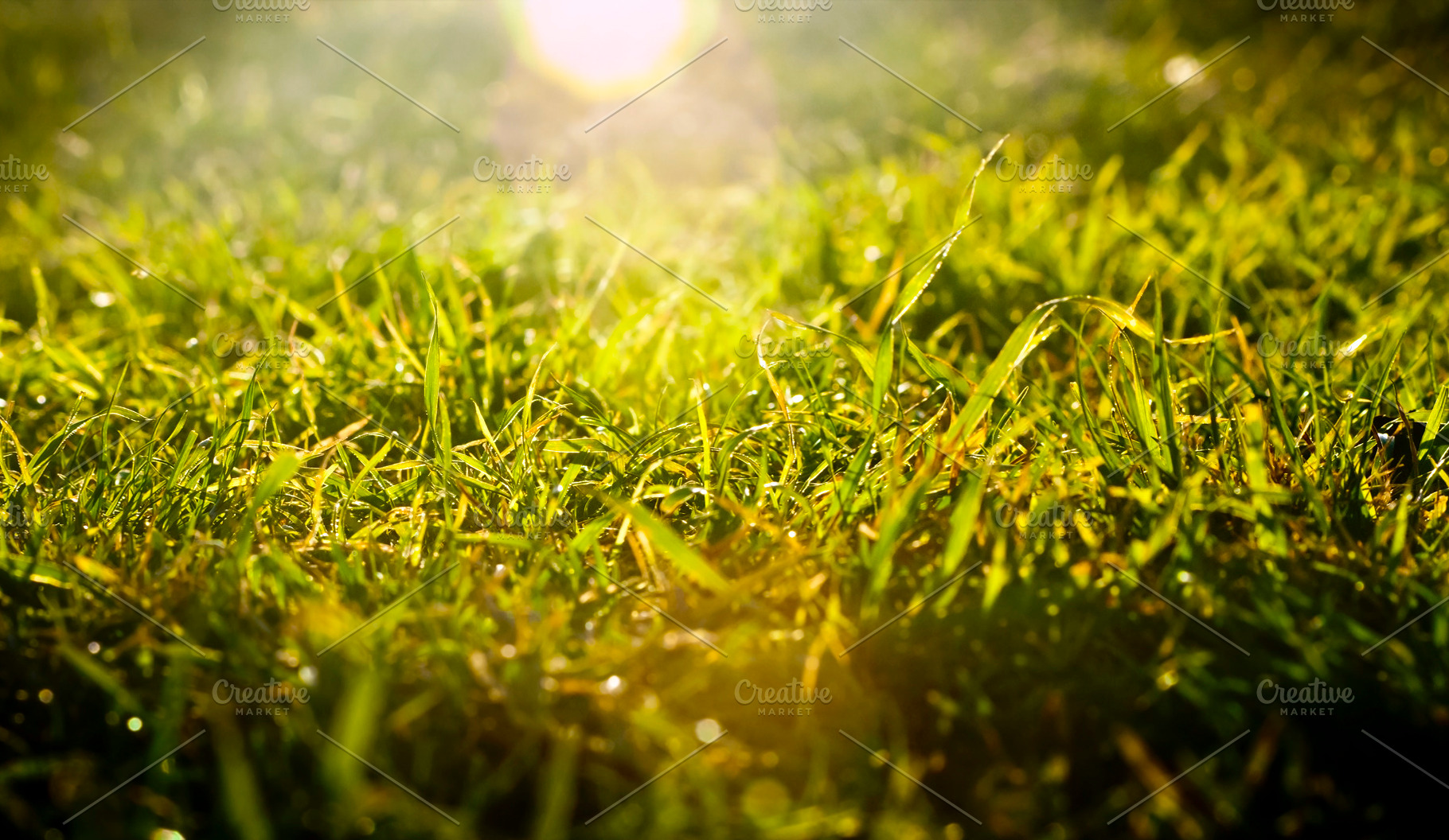 Green Grass Sunrise Background, a Background Photo by THP Creative