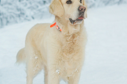 white Labrador dog closeup photo on