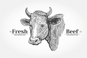Vintage Cow Head Engraving, an Animal Illustration by Countryside life