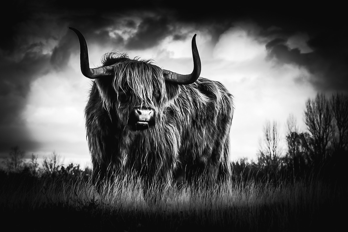 Black and White Lightroom Presets, an Action Add-On by Madison Colt Studios (Photo 2 of 15)