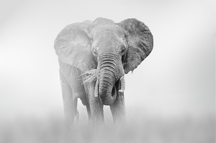 Elephant comes out of the fog on a light background, an Animal Photo by Byrdyak