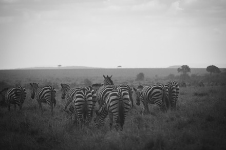 Zebras in the Mist