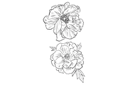 Delicate Peonies, an Object Graphic by VictoriaKStudio (Thumbnail 3 of 6)