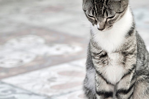 Meditating Cat, an Animal Photo by kristiangallagher