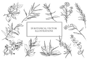 Botanical Vector Illustrations