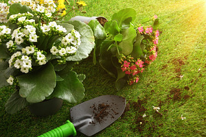 Spring Flowers and Garden Tools on Grass, a Nature Photo by Davizro's Market