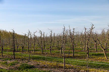 orchard with apple trees to harvest apples, a Nature Photo by MyPhotos