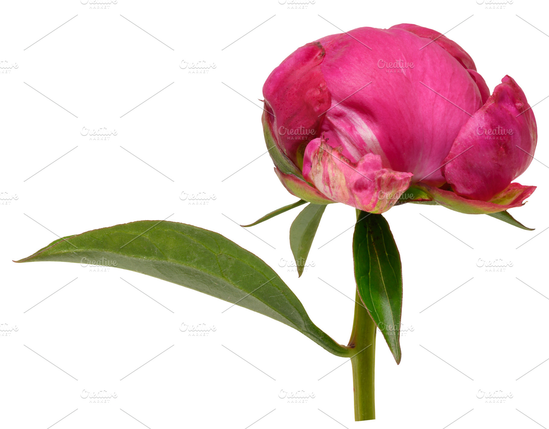 Close-up of unopened bright pink peony bud with green leaves, is, a Nature Photo by ndanko