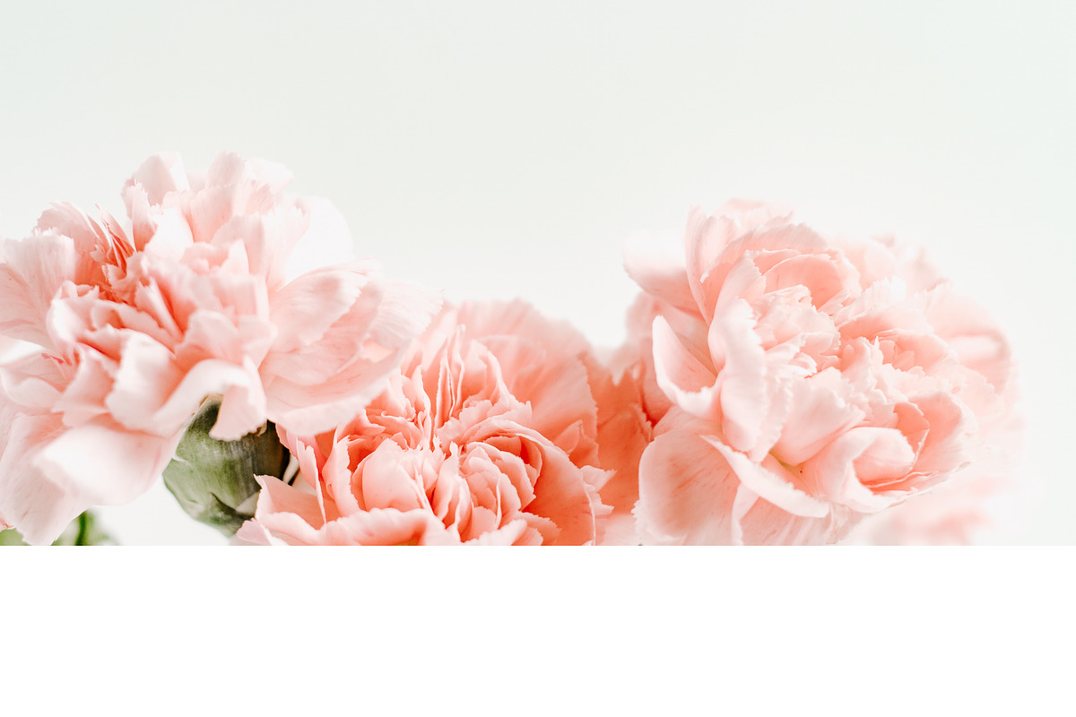 Pink Carnations Bundle, a Product Mockup by Peppermint &Tea (Photo 2 of 6)