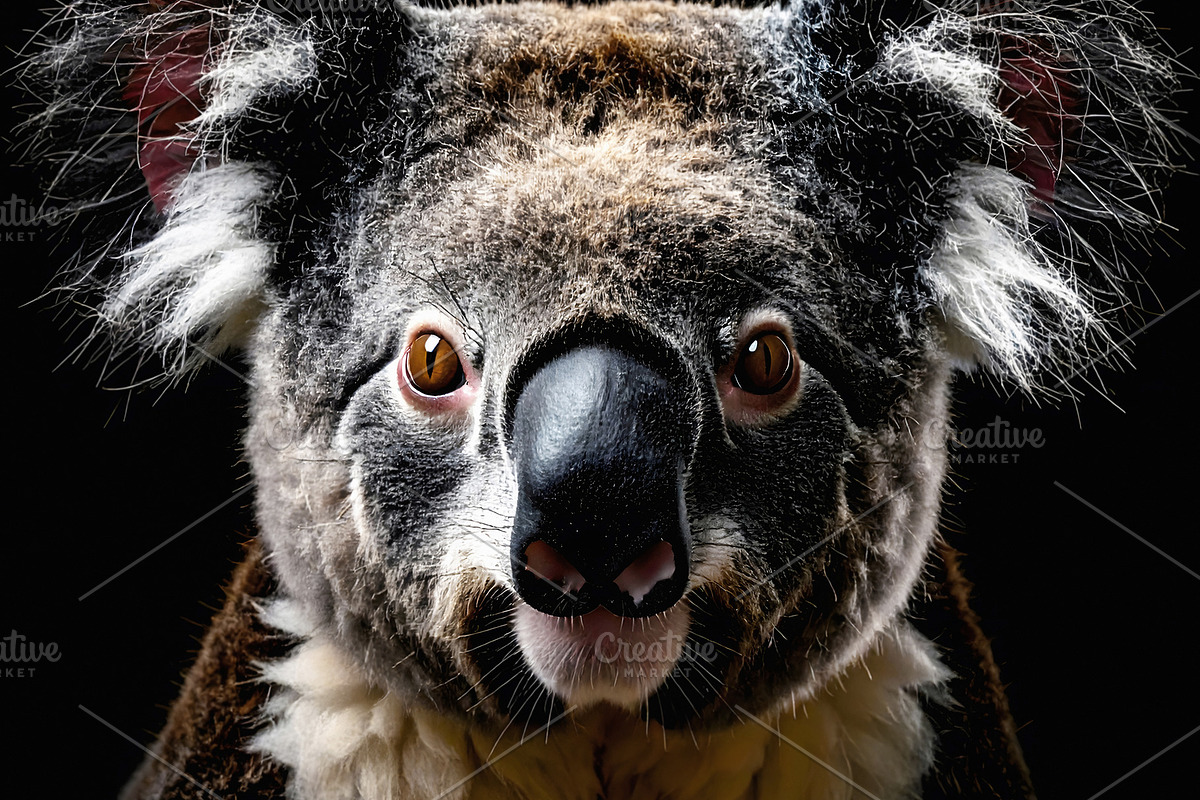 Dramatic close portrait of a koala face with details, an Animal Photo by GoodGoods (Photo 2 of 2)