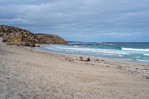 Seals resting on the sandy beach of Seal Bay, in Kangaroo Island, an Animal Photo by GoodGoods