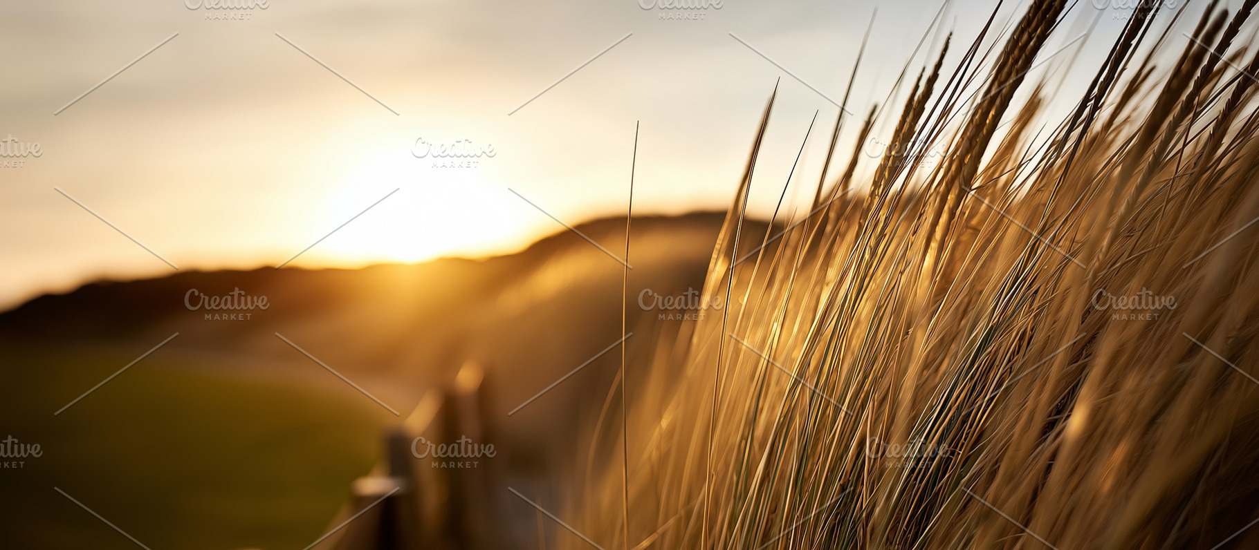 Golden wheat field glowing in warm, a Photo by MistyDay