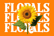 Rolling Basket Modern Retro Serif, a Serif Font by timelesstype.co (Thumbnail 16 of 20)