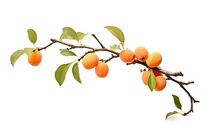 Apricot tree branch on white background, a Nature Photo by AlyaAnd