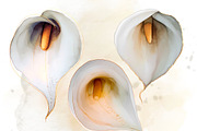 Calla Lily Watercolor Clipart Set, a Decorative Illustration by Floraphoria (Thumbnail 6 of 10)