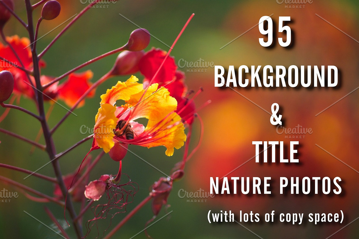 95 Background & Title Nature Photos preview 6